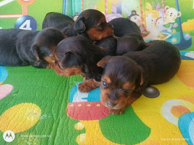 Olá bom dia lindos bebês ? de yorkshire Macho e fêmea.