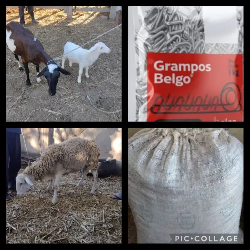 Adubo orgânico ( esterco de ovinos e bovinos) , livre de agrotóxicos 