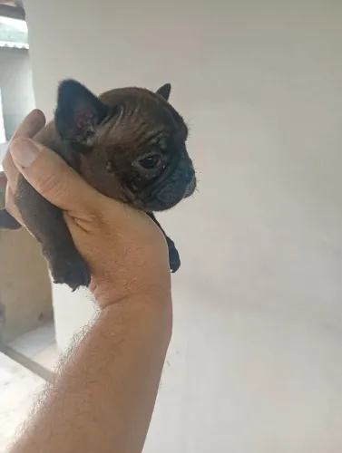 Filhote de Bulldog francês
