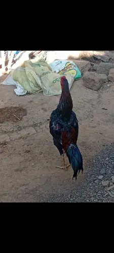 Vendo galo indio