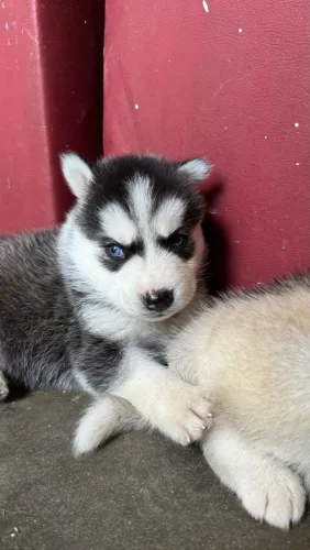 Husky siberiano