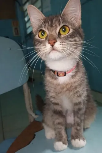 Uma linda gatinha para adoção.
