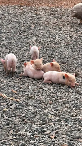 Mini ping