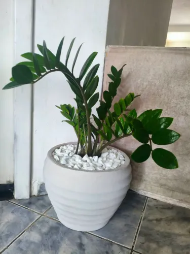 Zamiocuca completa