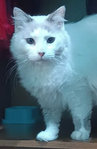 Doação gato