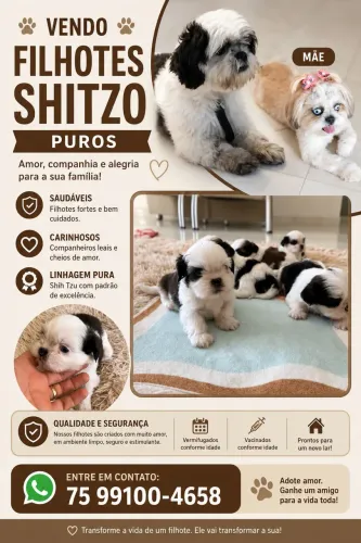 FILHOTES SHITZO PUROS