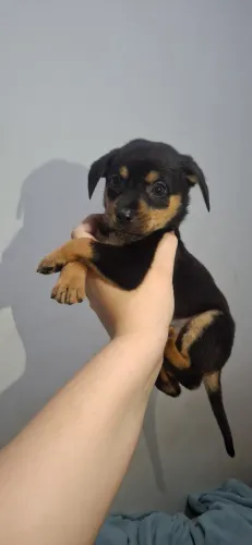 Filhote fêmea com mistura de Rottweiler com Vira-lata com 40 dias  ( olhos azul )