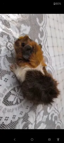 Porquinho da índia