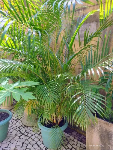 Palmeira Arenca Bambu no Vaso Grande