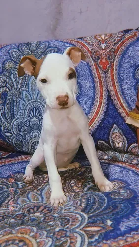 Doação Pitbull fêmea