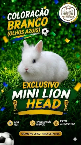 Mini Coelhos