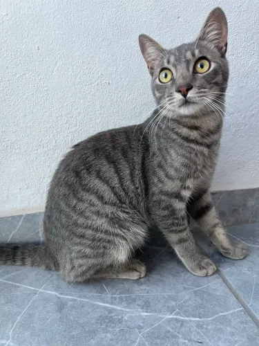 Lindo gatinho procurando um lar