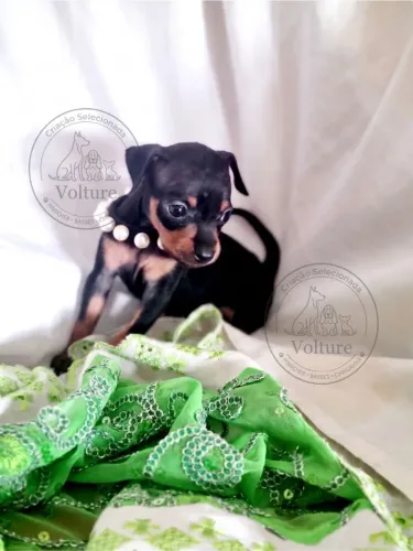 Pinscher zero filhotes espertos e companheiros