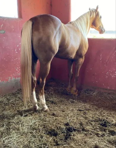Potro Palomino PO