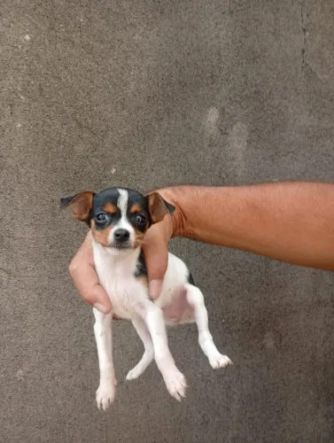 Pinscher bebê muito carinhoso - entre em contato no WhatsApp