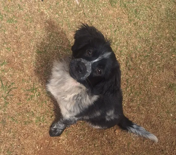 Vendo 1 casal de shiatsu, 1 filhote bode colie fêmea