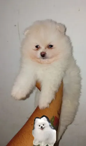 Spitz alemão anão macho.
