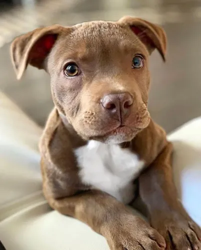 Pitbull Alegria que se mantém equilibrada