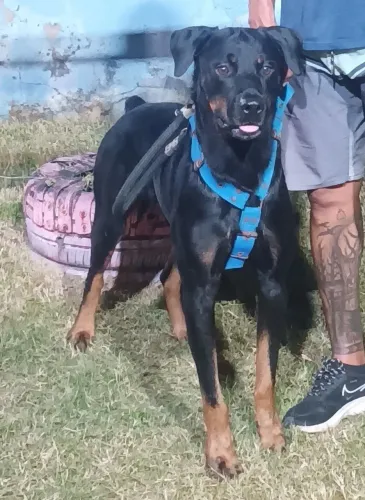 Procura-se Namorada pra Marley
