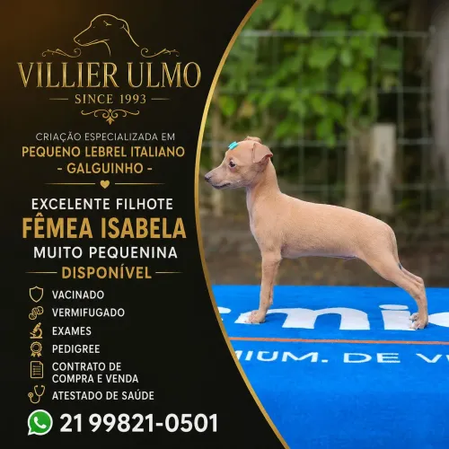 Galgo Italiano Fêmea - Lindissima