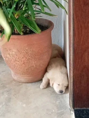 Filhote de Golden Retriever a