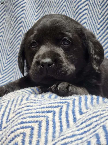 Labrador ? Pronta entrega,chama agora