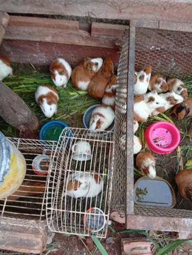 Vendo porquinhos da índia um por 30$ dois por 50$ pra ir rápido ? *