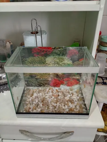 Aquario 