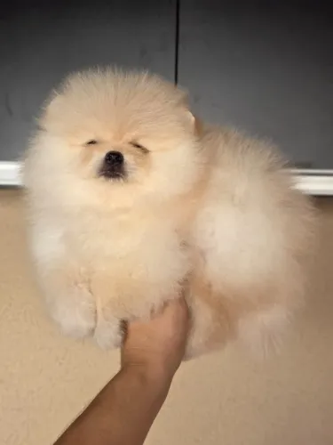 Lulu da pomerania-spitz alemão 