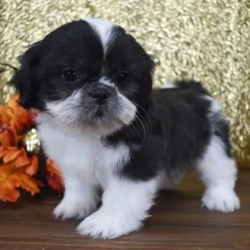 Filhotes de Shih Tzu | Sorrisos surgem naturalmente.