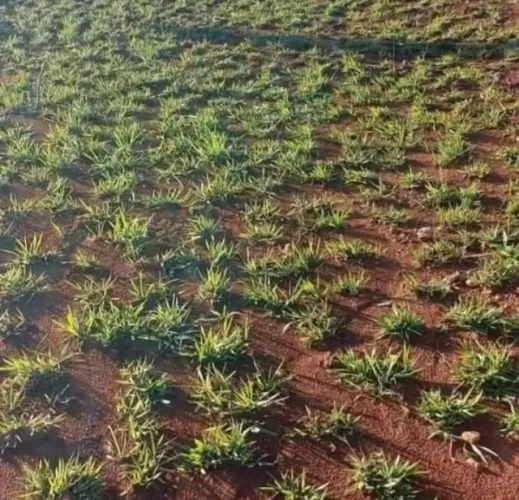 Grama Bermuda Direto do Produtor Faça Cotação