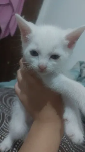 Doação de gatinhos filhotes