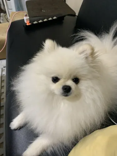 VENDE-SE FILHOTES DE LULU DA POMERANIA URSINHO