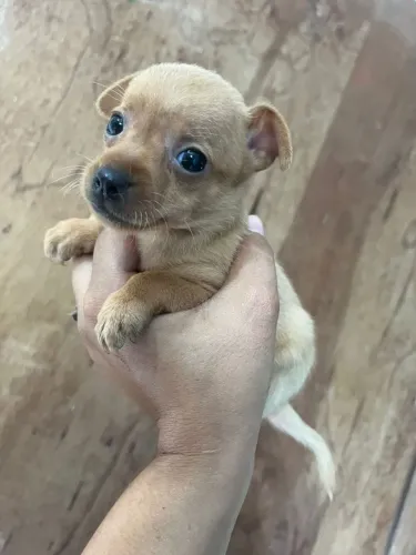 Pinscher zero fêmea disponível apronta entrega pais no local
