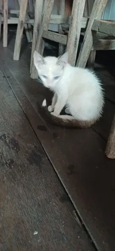 Gato 
