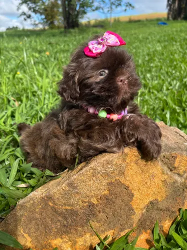 Shih tzu macho e fêmeas