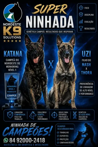 Pastor belga de Malinois