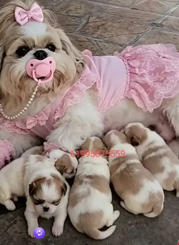 Shih tzus minis legitimos pelagem seda
