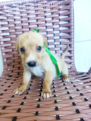 Pequenos Chama no WhatsApp *