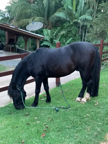 Cavalo Petiço