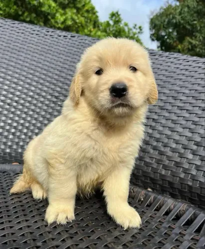 Filhote Golden Retriever Para Reserva