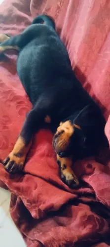 Rottweiler femea Anápolis