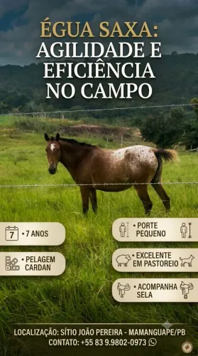 ?A Parceira Certa para o Seu Campo: Égua Saxa (7 Anos) com Sela