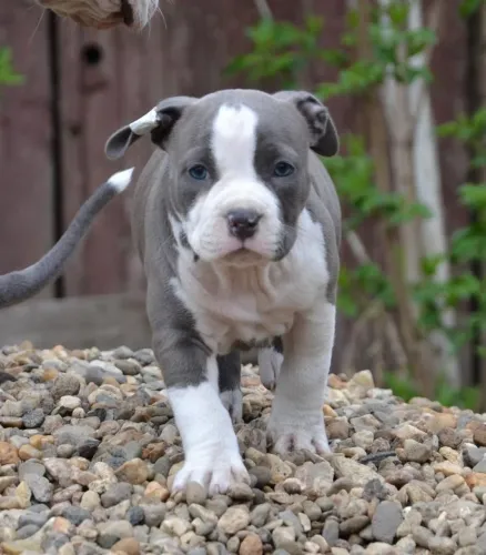 Pitbull - Esse Cachorrinho Não É Comum,  E Inesquecível 