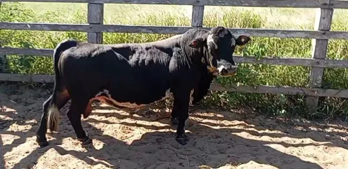 Minis vacas