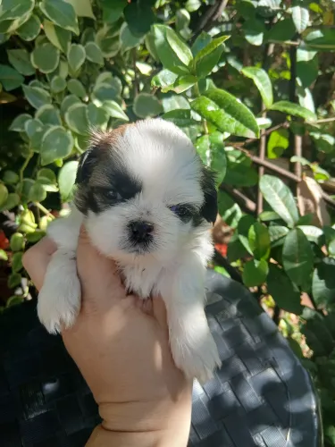 Shitzu machinho tricolor lindo