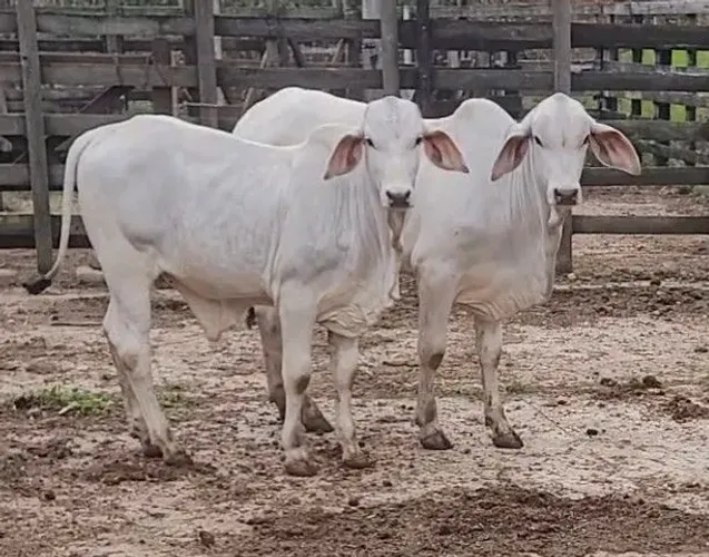Bezerros