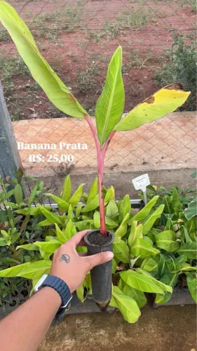 Muda de Banana Prata