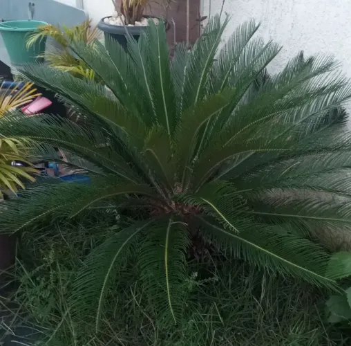 Cica para Jardim.