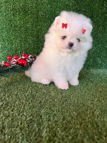Lulu da pomerania anão fêmea branca Ursinho 